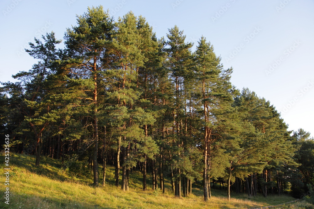 East European pine forest edge trees on grassy slope at sunny summer evening in yellow Sun lighting
