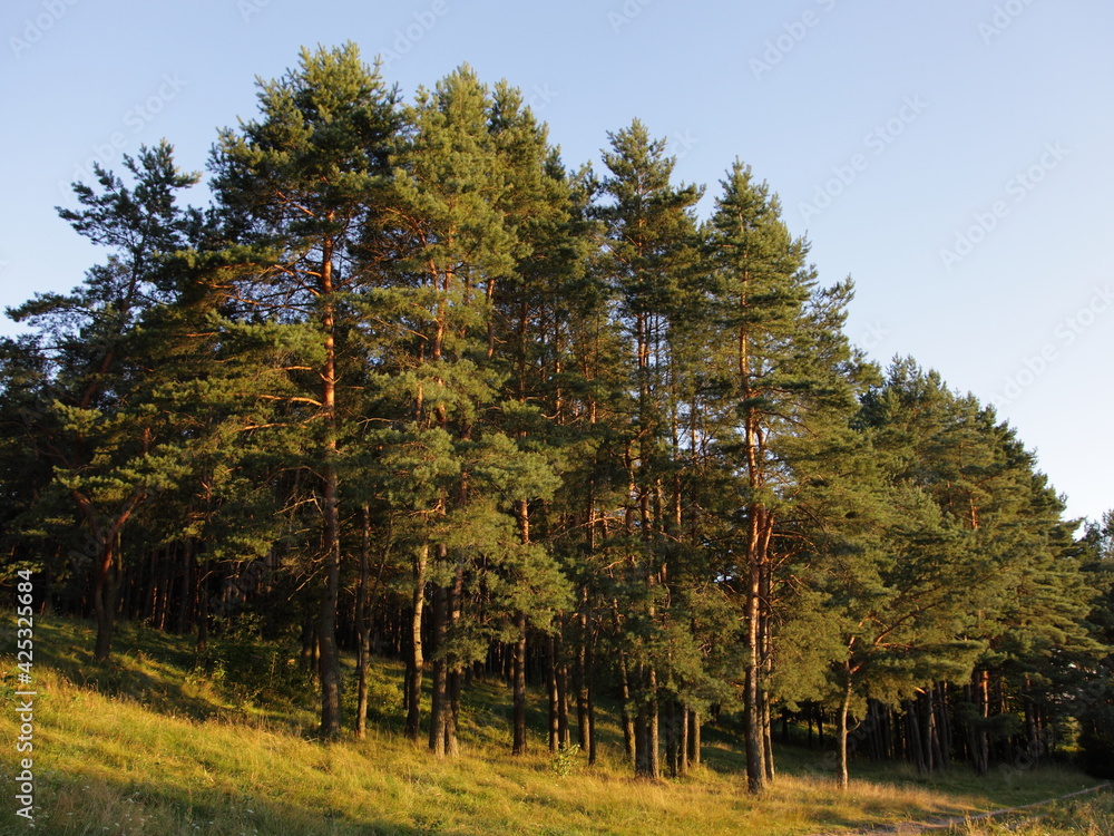 The sun shine on the pine trees in green pine forest edge hill on blue sky background, a beautiful Russian natural forest landscape at Sunny summer evening