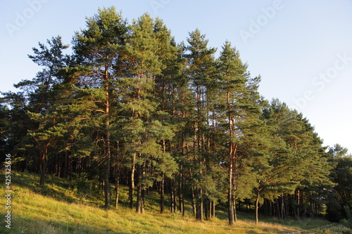 East European pine forest edge trees on grassy slope at sunny summer evening in yellow Sun lighting