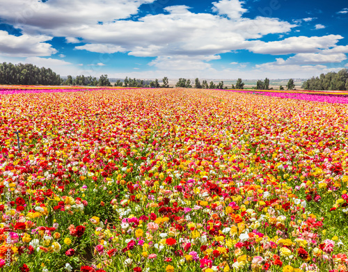 The multicolored garden buttercups