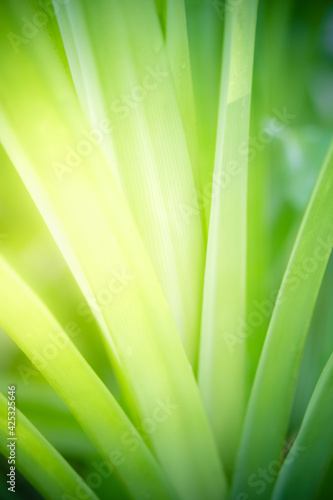 Amazing abstract background nature view of green leaf with copy space using as background natural green plants landscape  ecology cover page  fresh wallpaper concept.