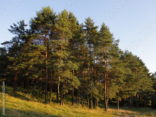 Obraz na płótnie The sun shine on the pine trees in green pine forest edge hill on blue sky background, a beautiful Russian natural forest landscape at Sunny summer evening w salonie
