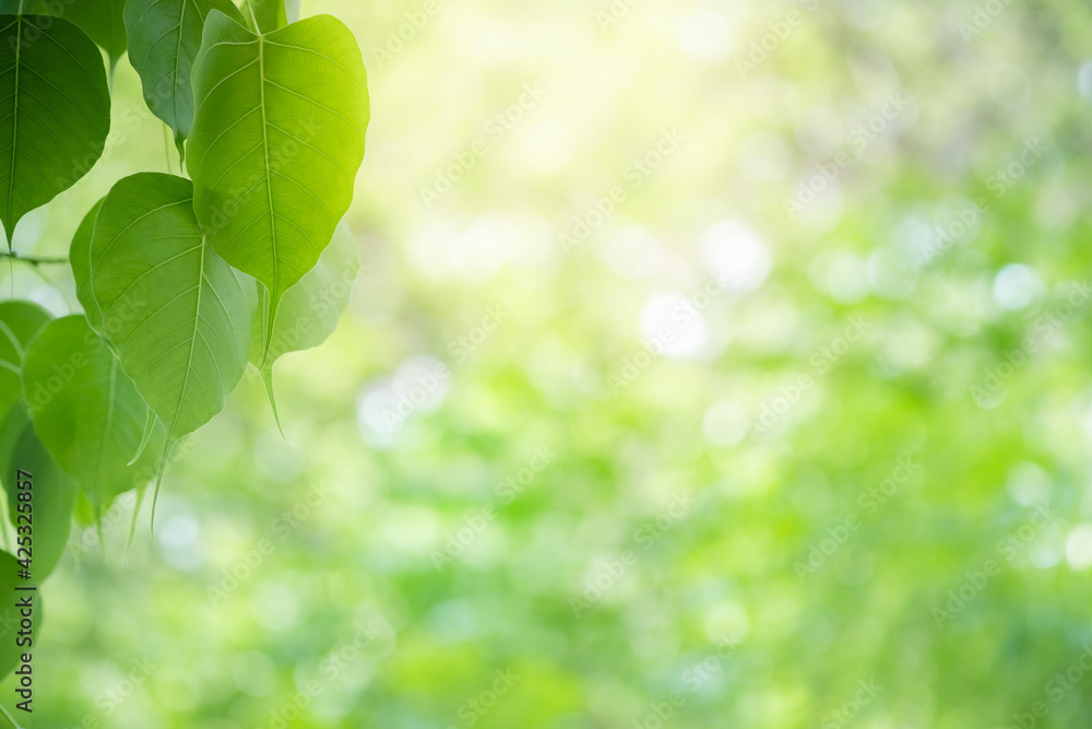 Amazing nature view of green leaf on blurred greenery background in garden and sunlight with copy space using as background natural green plants landscape, ecology, fresh wallpaper. Amazing nature view of green leaf on blurred greenery background in garden and sunlight with copy space using as background natural green plants landscape, ecology, fresh wallpaper.
