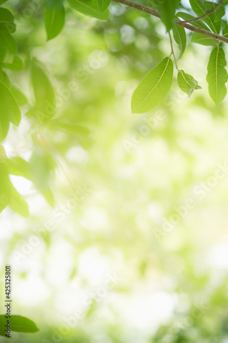 Amazing nature view of green leaf on blurred greenery background in garden and sunlight with copy space using as background natural green plants landscape, ecology, fresh wallpaper.