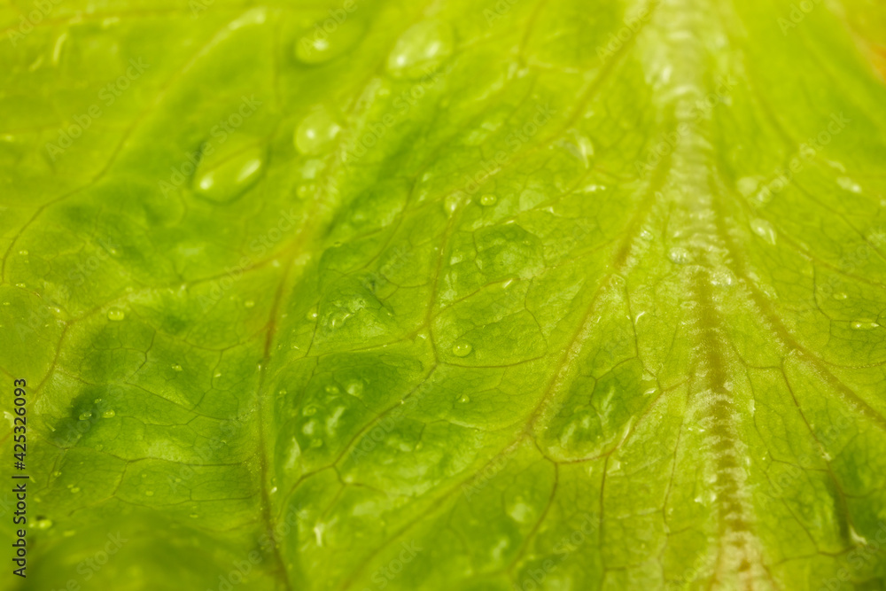 close-up of fresh green lettuce leaf with water drops. selective focus. macro shooting close-up of fresh green lettuce leaf with water drops. selective focus. macro shooting
