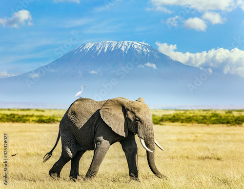 Canvas Print Egret stands on the elephant