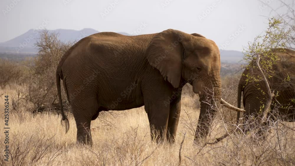 An Elephant digs dirt with front paw in dry grassland, slow motion.
