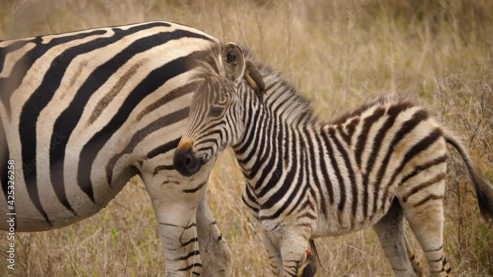 Zebra foal with oxpecker in his mane stands behind his mother Zebra foal with oxpecker in his mane stands behind his mother
