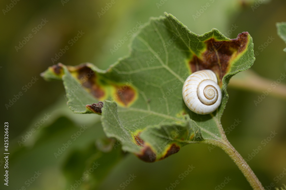 SNAIL O A LEAF