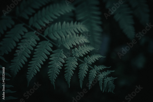 Green forest plants 