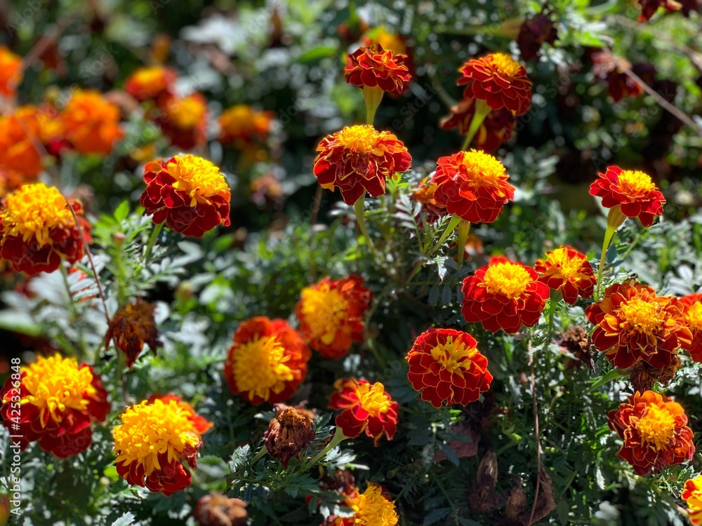 red and yellow flowers red and yellow flowers