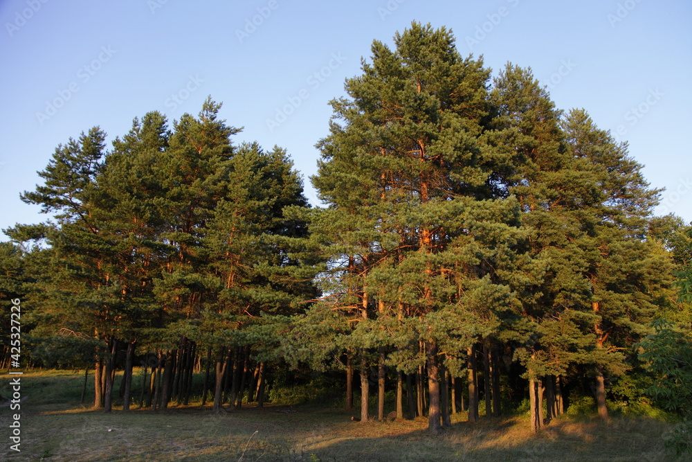 Beautiful pine trees on Russian pine forest edge at sunny summer evening in yellow Sun lighting