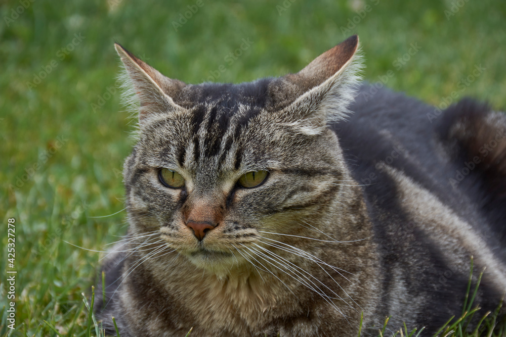 Portrait view of curious face cat on the grass