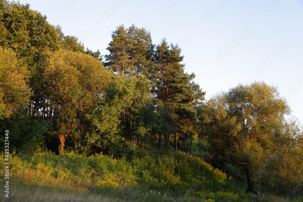 East European forest edge trees on hill at sunny summer evening in yellow Sun lighting