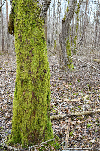 green moss growing on tree trunk in forest