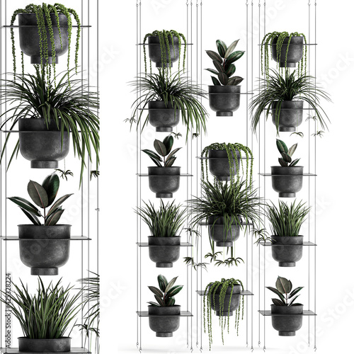 ornamental plants on shelves in a black pots  vertical garden