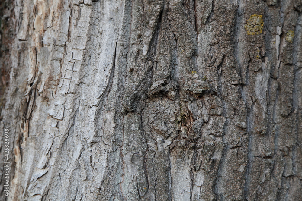 Rough cracked grey wooden bark skin on old tree close up at summer day, background texture Rough cracked grey wooden bark skin on old tree close up at summer day, background texture