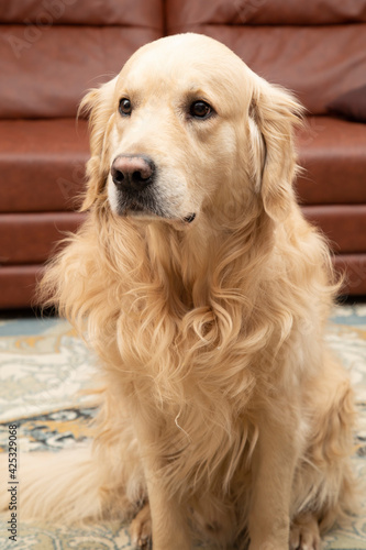Sad dog at home.Golden Retriever at home.