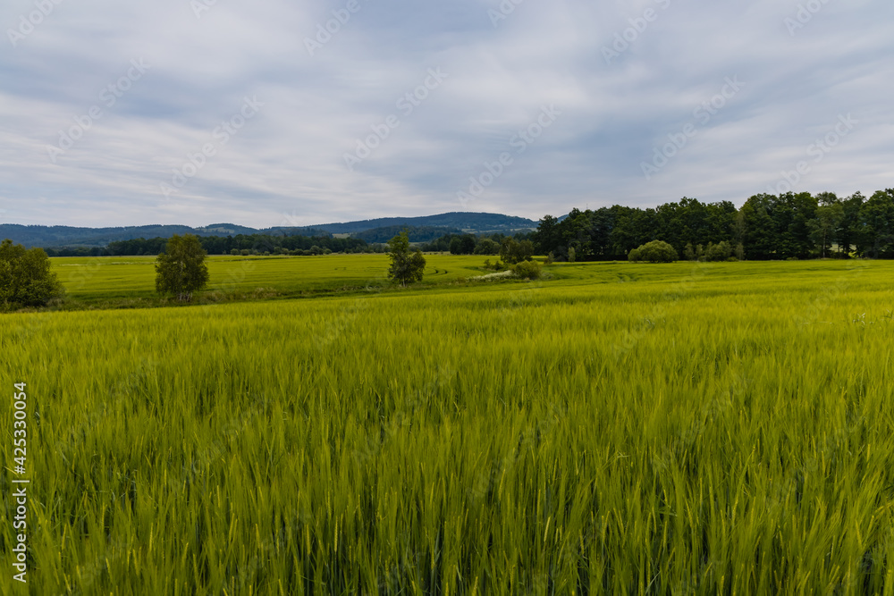 Big green fields of wheat trees and bushes in Kaczawskie mountains at cloudy day Big green fields of wheat trees and bushes in Kaczawskie mountains at cloudy day