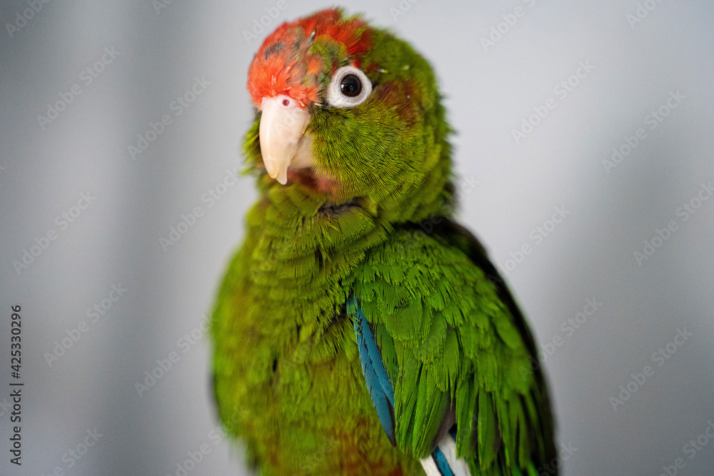 Fototapeta premium Rose-headed Conure