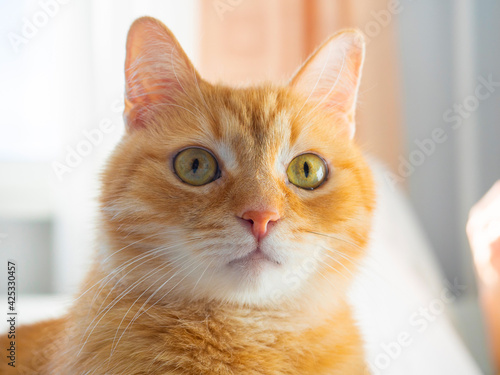 a large portrait of a cute red cat who looks at the camera in surprise. Pets