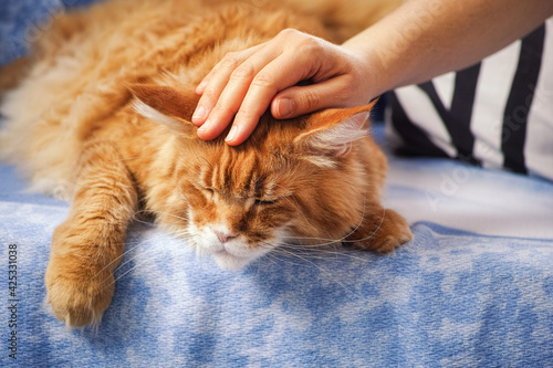 A woman petting a red maine coon cat