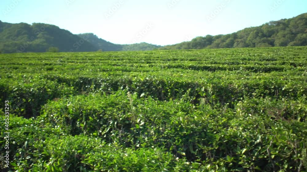 Middle-aged woman harvesting fresh green tea leaves on harmonic rows of tea bushes plantation farm field with mountain background Middle-aged woman harvesting fresh green tea leaves on harmonic rows of tea bushes plantation farm field with mountain background
