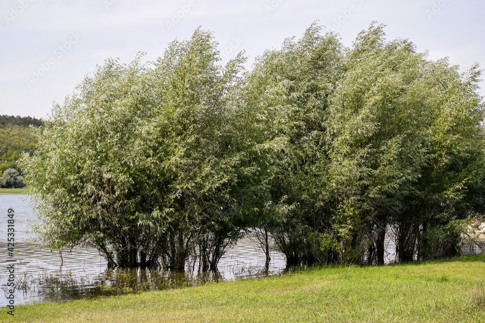 Obraz premium Flooded trees on river bank. Windy weather. Summer landscape.