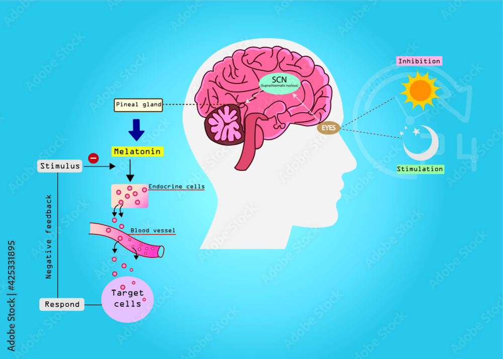 The circadian rhythms are controlled by circadian clocks or biological