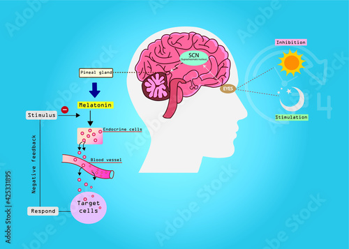 The circadian rhythms are controlled by circadian clocks or biological clock. Major hormone, melatonin is a important hormone for sleep it was released by pineal gland at night. 