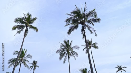 Wallpaper Mural Low angle of palm trees. Slow motion Torontodigital.ca
