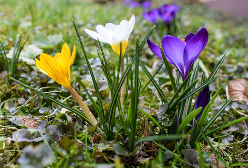 Crocus flowers. Spring in a garden. Violet  white and yellow Crocus