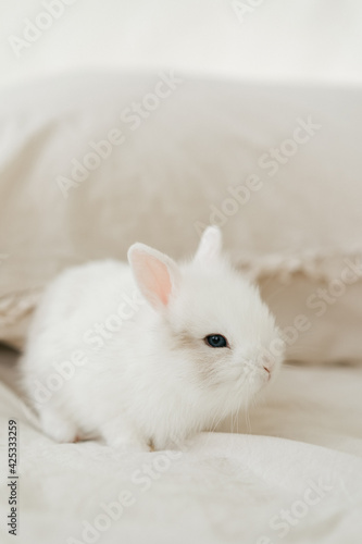 Easter white bunny rabbit sitting on the bed. Fluffy home pet baby rabbit