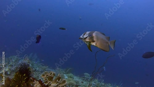 Batfish or Spade fish getting a clean from a small cleaner wrasse photo