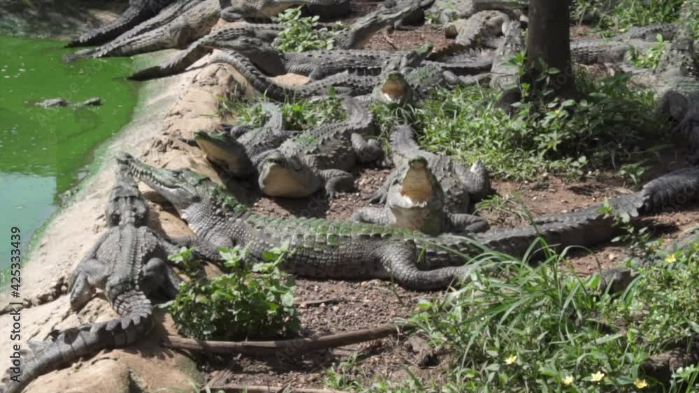 A group of crocodiles sunbathing in a hatchery in Cuba. A group of crocodiles sunbathing in a hatchery in Cuba.