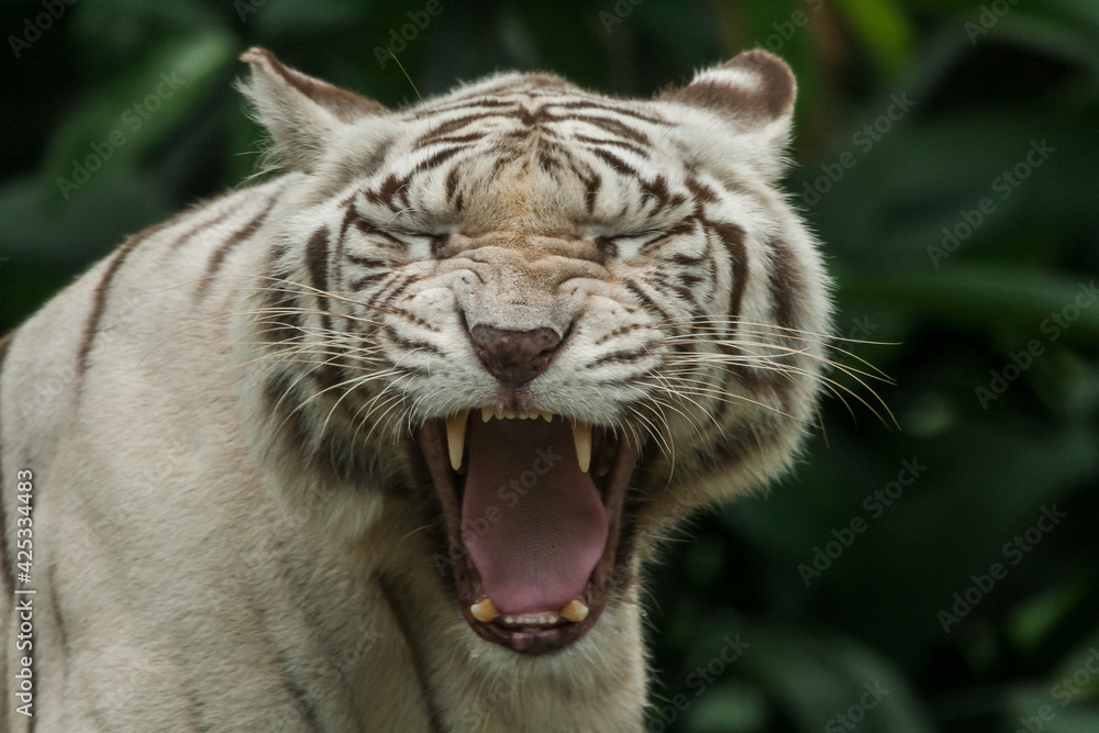 Fototapeta premium White Bengal Tiger roaring, Close up. The White Tiger is a recessive mutant of the Bengal tiger, which was reported in the wild from time to time in Assam, Bengal, Bihar