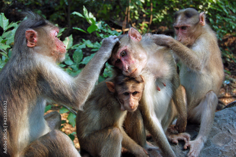 Fototapeta premium Macaque Monkeys grooming