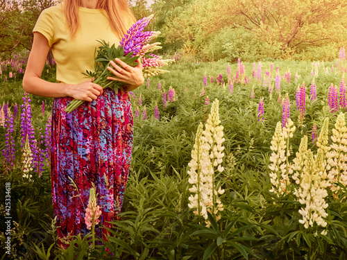A bouquet of lupins in the hands of a girl.