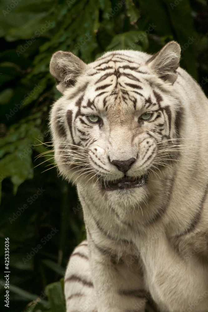 Fototapeta premium White Bengal Tiger, Close up. The White Tiger is a recessive mutant of the Bengal tiger, which was reported in the wild from time to time in Assam, Bengal, Bihar and especially from the former State