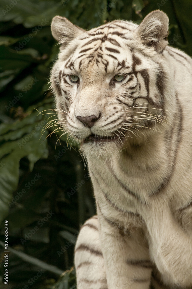 White Bengal Tiger, Close up. The White Tiger is a recessive mutant of the Bengal tiger, which was reported in the wild from time to time in Assam, Bengal, Bihar and especially from the former State White Bengal Tiger, Close up. The White Tiger is a recessive mutant of the Bengal tiger, which was reported in the wild from time to time in Assam, Bengal, Bihar and especially from the former State