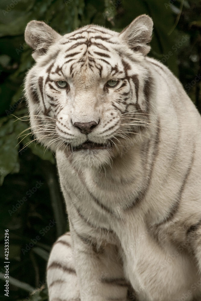 White Bengal Tiger, Close up. The White Tiger is a recessive mutant of the Bengal tiger, which was reported in the wild from time to time in Assam, Bengal, Bihar and especially from the former State White Bengal Tiger, Close up. The White Tiger is a recessive mutant of the Bengal tiger, which was reported in the wild from time to time in Assam, Bengal, Bihar and especially from the former State