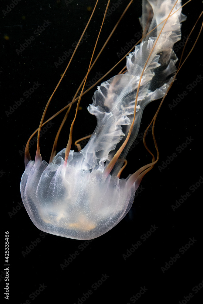 Fototapeta premium jellyfish