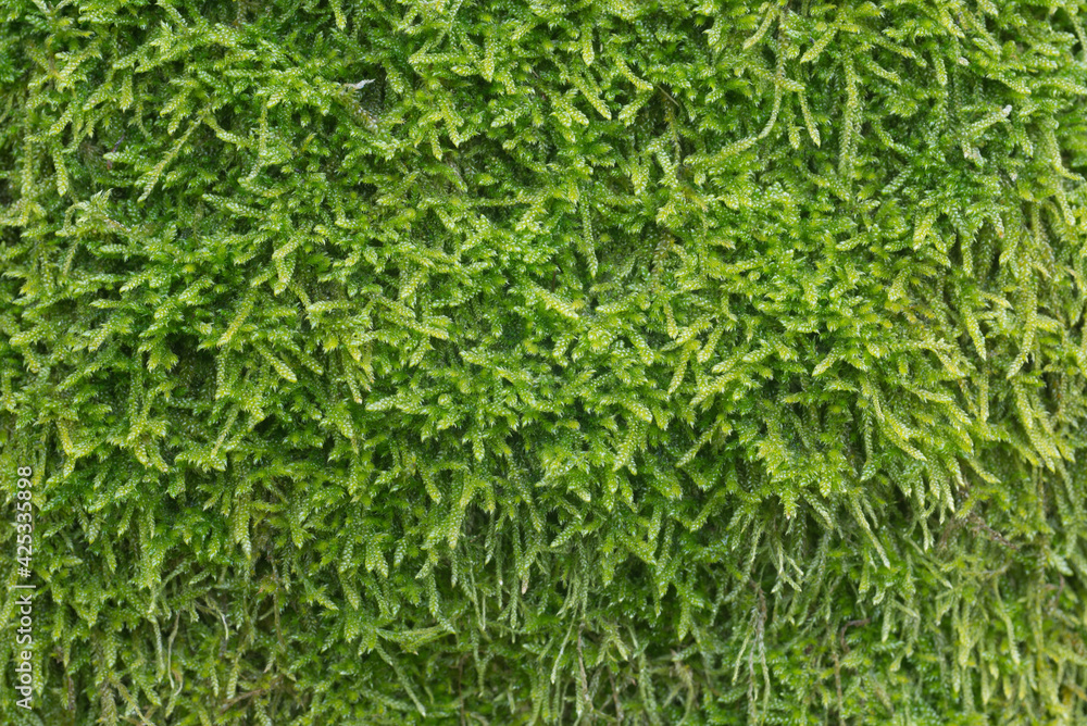 cypress-leaved plait moss (Hypnum cupressiforme) ont tree trunk cypress-leaved plait moss (Hypnum cupressiforme) ont tree trunk
