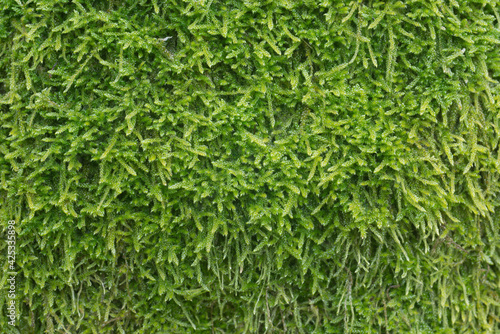 cypress-leaved plait moss (Hypnum cupressiforme) ont tree trunk