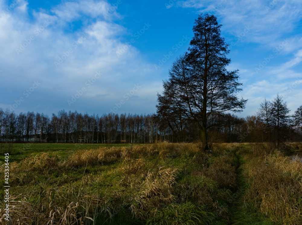 Obraz premium Solo tree tree in a field against a blue sky