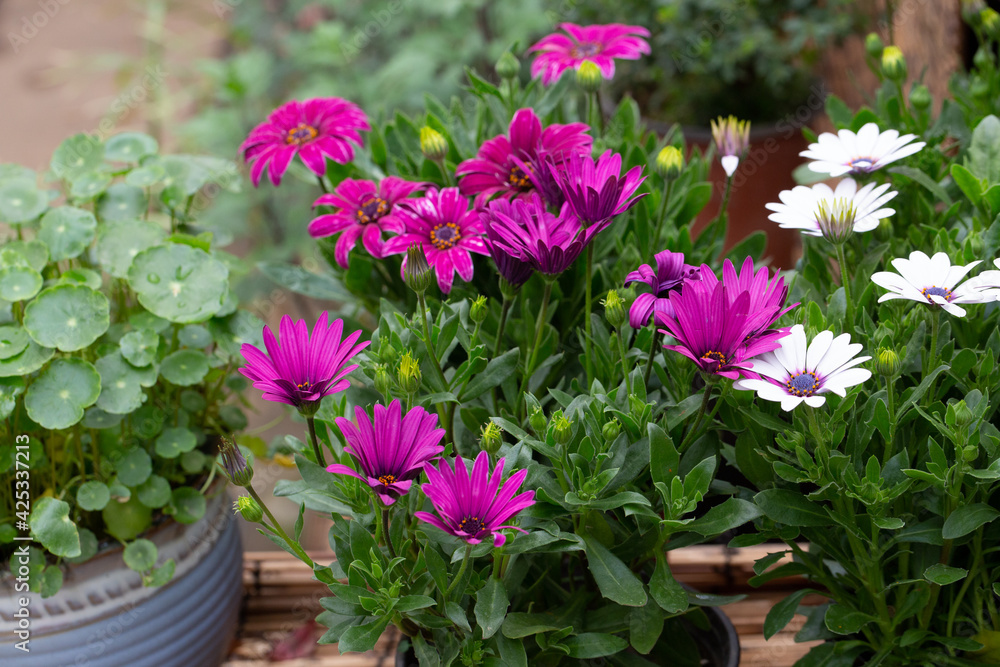 Blooming red blue chrysanthemum flowers and green leaves，Arctotis stoechadifolia var.grandis