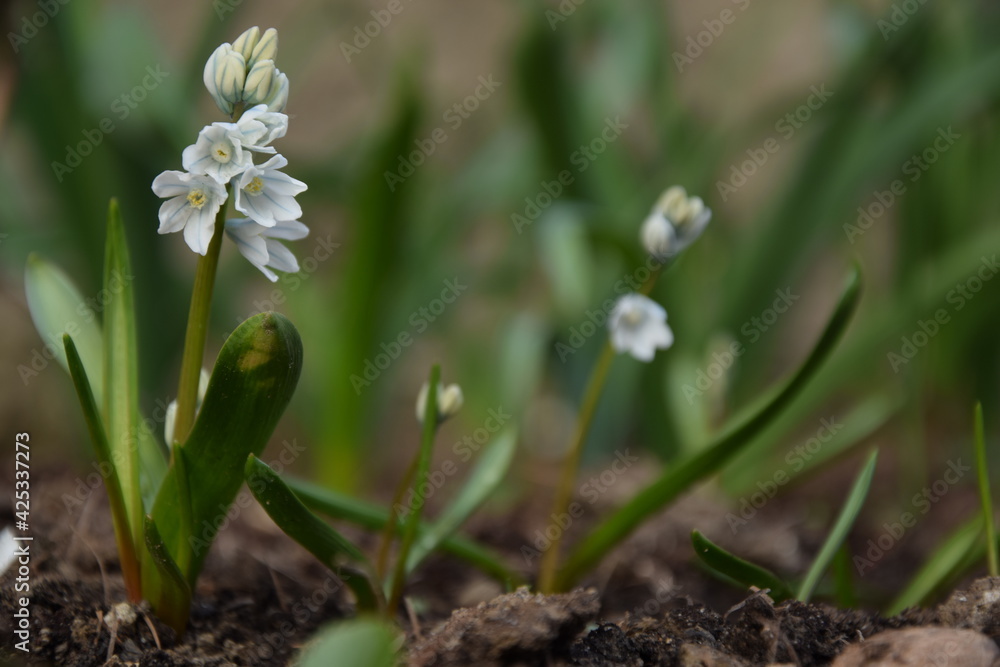 Puschkinia scilloides flowers