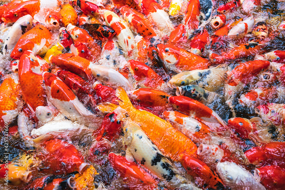 Feeding colorful koi carp fish in garden pool.