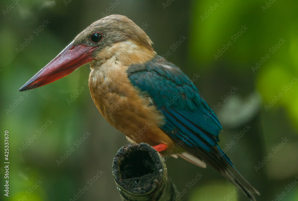 Obraz premium Stork-billed Kingfisher (Pelargopsis capensis) with large scarlet bill found predominantly in south asia and the Indian sub-continent.