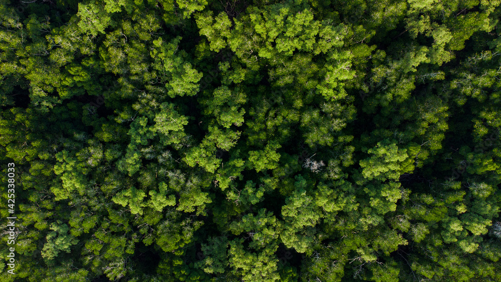 Mangrove forest aerial photography with a drone Mangrove forest aerial photography with a drone